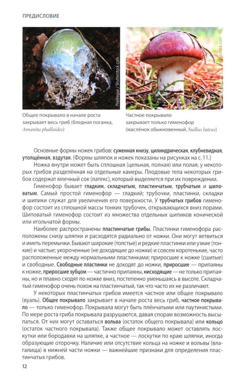 Дополнительное изображение книги «Грибы России. Фотоопределитель»