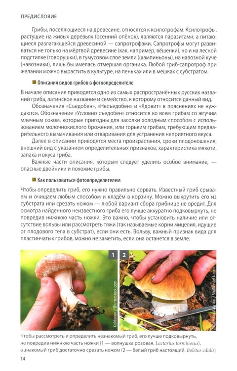 Дополнительное изображение книги «Грибы России. Фотоопределитель»