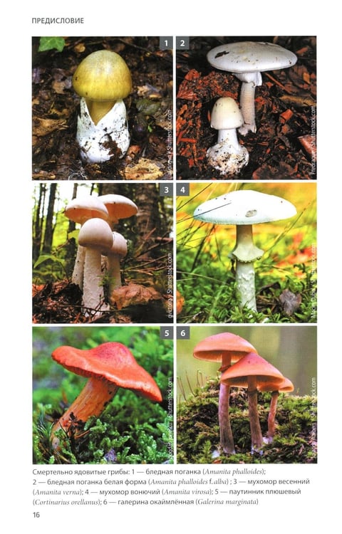 Дополнительное изображение книги «Грибы России. Фотоопределитель»