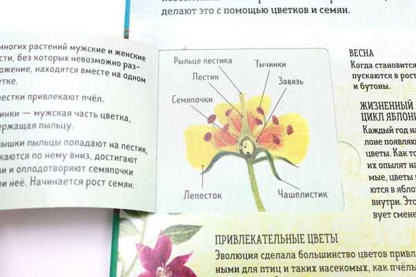Дополнительное изображение книги «Биология: от амебы до человека»