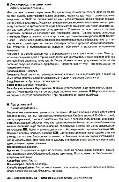 Дополнительное изображение книги «Съедобные дикорастущие растения средней полосы России. Фотоопределитель»