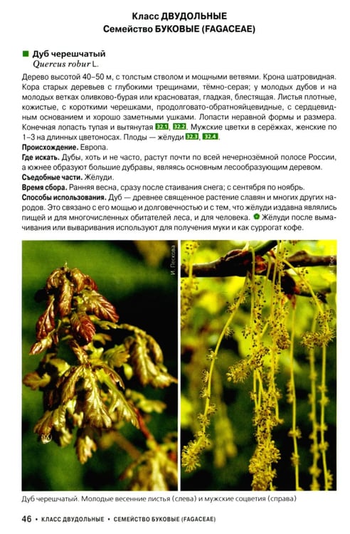 Дополнительное изображение книги «Съедобные дикорастущие растения средней полосы России. Фотоопределитель»
