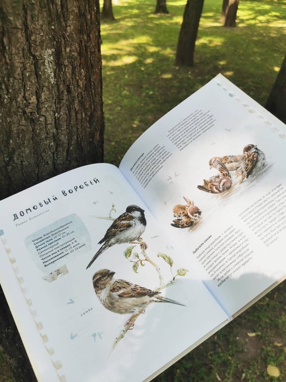 Дополнительное изображение книги «Птицы в городе. Где найти и как узнать»