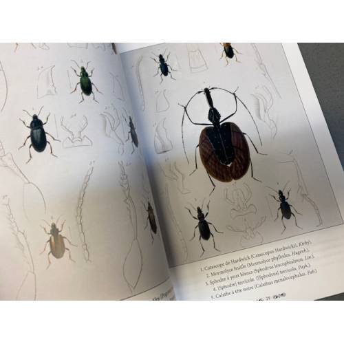 Дополнительное изображение книги «Царство животных. Членистые. Насекомые»