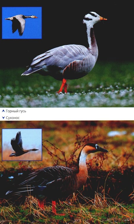 Дополнительное изображение книги «Птицы России. Фотоопределитель»