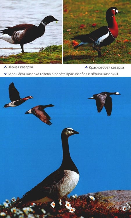 Дополнительное изображение книги «Птицы России. Фотоопределитель»