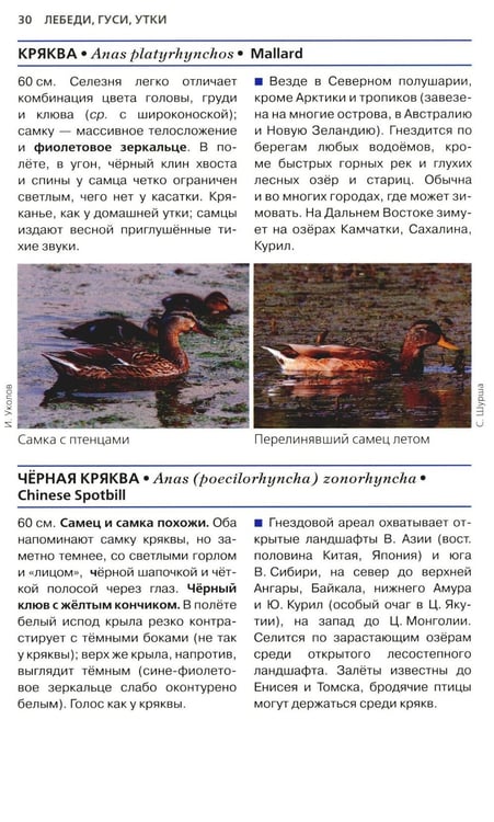Дополнительное изображение книги «Птицы России. Фотоопределитель»