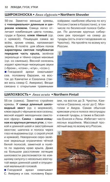 Дополнительное изображение книги «Птицы России. Фотоопределитель»