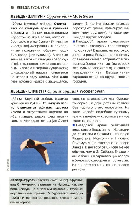 Дополнительное изображение книги «Птицы России. Фотоопределитель»