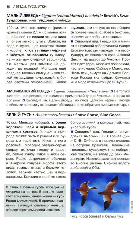 Дополнительное изображение книги «Птицы России. Фотоопределитель»