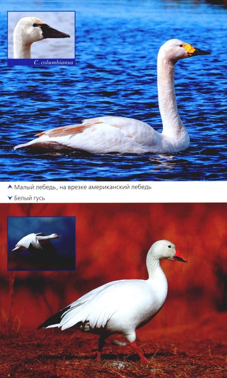 Дополнительное изображение книги «Птицы России. Фотоопределитель»
