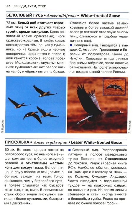Дополнительное изображение книги «Птицы России. Фотоопределитель»