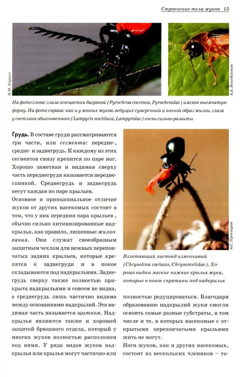 Дополнительное изображение книги «Атлас жуков средней полосы России»