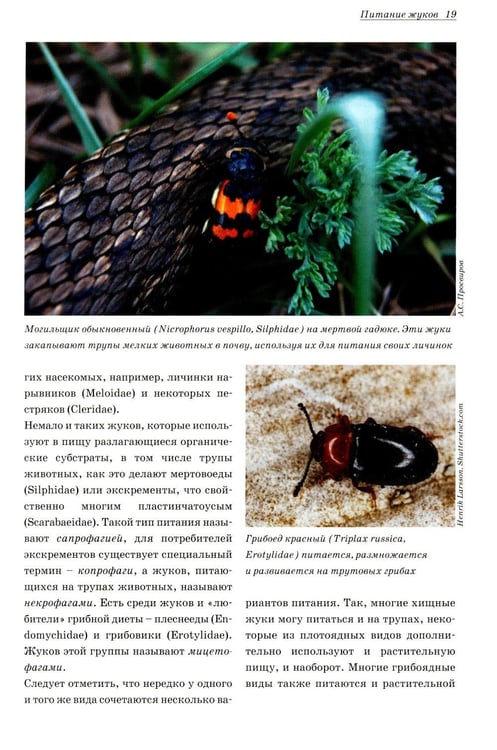 Дополнительное изображение книги «Атлас жуков средней полосы России»