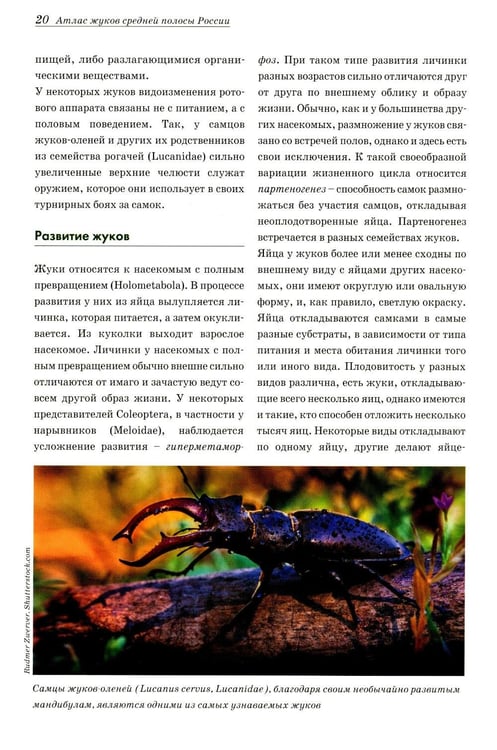Дополнительное изображение книги «Атлас жуков средней полосы России»