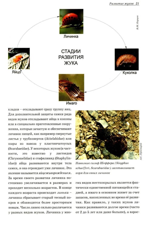 Дополнительное изображение книги «Атлас жуков средней полосы России»