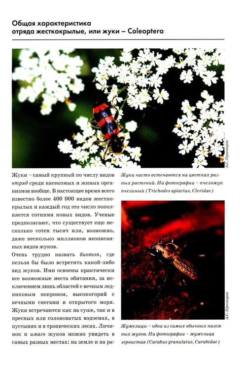 Дополнительное изображение книги «Атлас жуков средней полосы России»