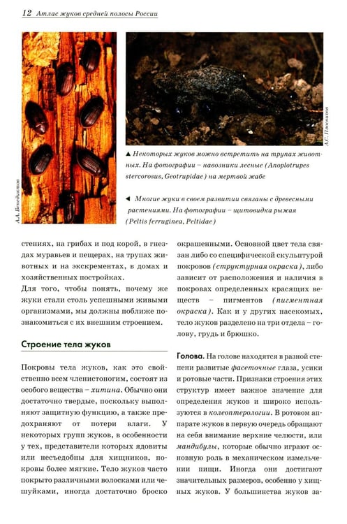 Дополнительное изображение книги «Атлас жуков средней полосы России»
