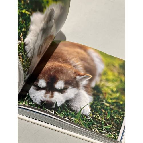 Дополнительное изображение книги «Собаки. Самые лучшие фотографии»