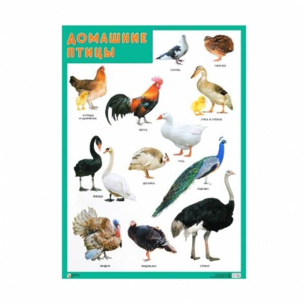 Обложка книги «Развивающие плакаты. Домашние птицы», ISBN 9785431516320