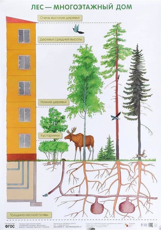 Обложка книги «ПЛ Лес — многоэтажный дом», ISBN 9785431506413