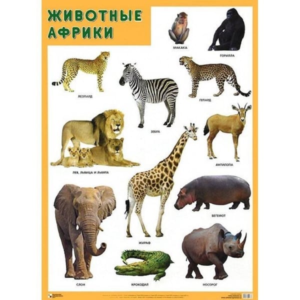 Обложка книги «Развивающие плакаты. Животные Африки», ISBN 9785431518812