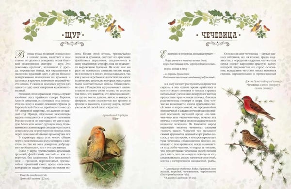 Дополнительное изображение книги «Мир русских птиц. Пернатое царство»