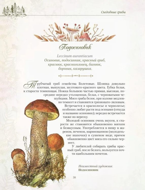 Дополнительное изображение книги «Русский лес. Грибы и ягоды»