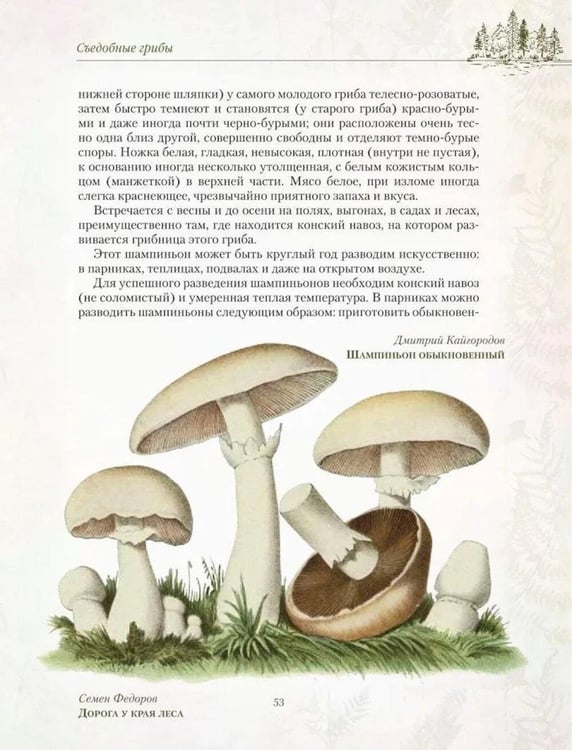 Дополнительное изображение книги «Русский лес. Грибы и ягоды»