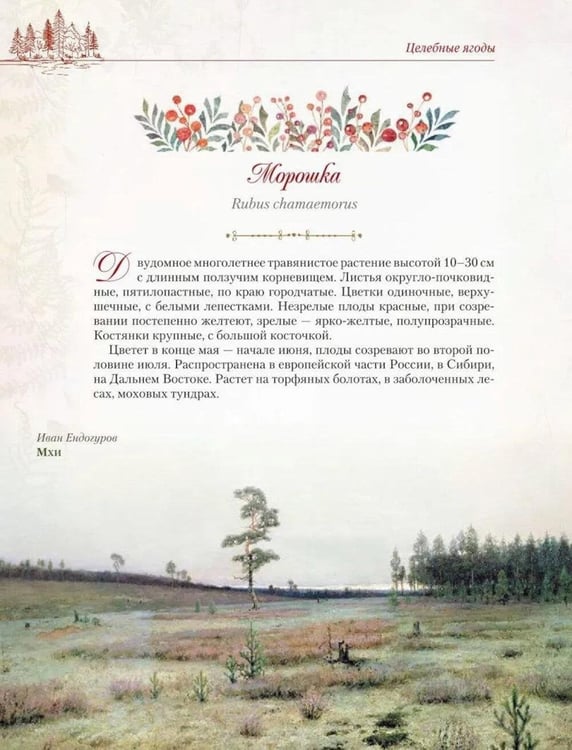 Дополнительное изображение книги «Русский лес. Грибы и ягоды»
