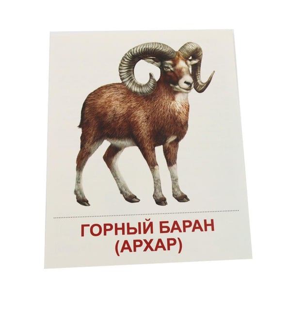 Дополнительное изображение книги «Дикие животные-1. 16 демонстрационных картинок с текстом»