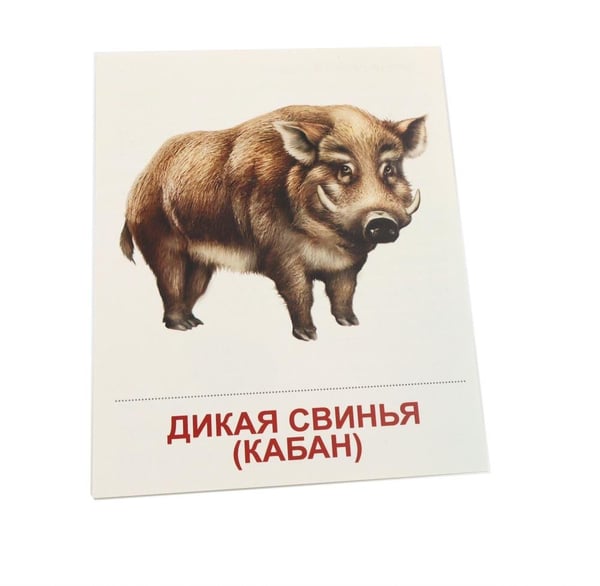 Дополнительное изображение книги «Дикие животные-1. 16 демонстрационных картинок с текстом»