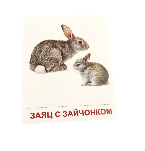 Дополнительное изображение книги «Дикие животные-1. 16 демонстрационных картинок с текстом»