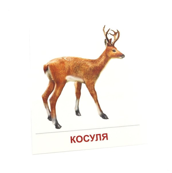 Дополнительное изображение книги «Дикие животные-1. 16 демонстрационных картинок с текстом»
