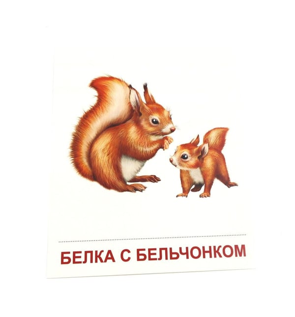 Дополнительное изображение книги «Дикие животные-1. 16 демонстрационных картинок с текстом»