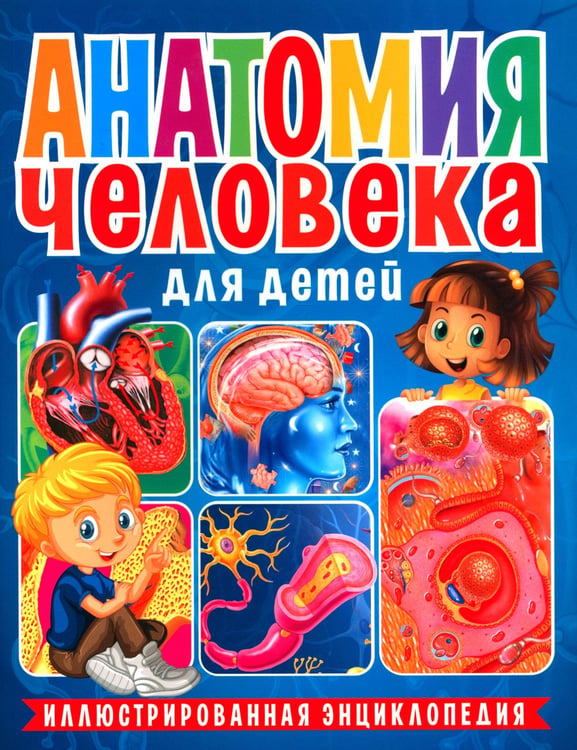 Дополнительное изображение книги «Анатомия человека для детей. Иллюстрированная энциклопедия»
