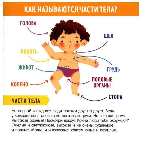 Дополнительное изображение книги «Найди и покажи, малыш. Мое тело»