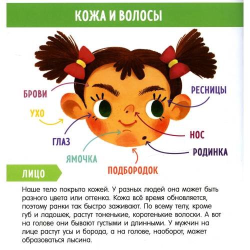 Дополнительное изображение книги «Найди и покажи, малыш. Мое тело»