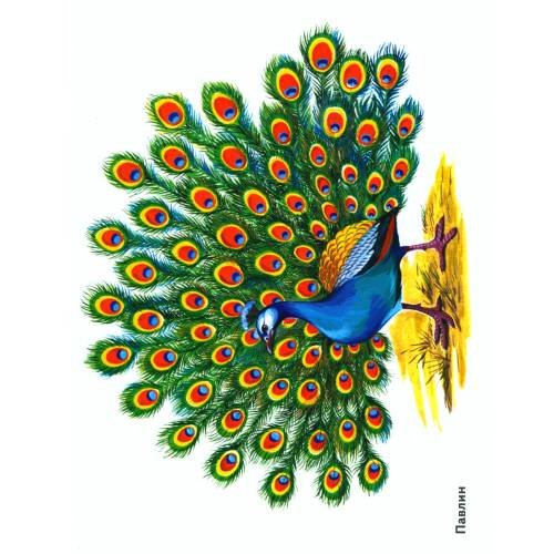 Дополнительное изображение книги «Птицы в картинках. Вып. 3. Наглядное пособие для педагогов, логопедов, воспитателей, родителей»