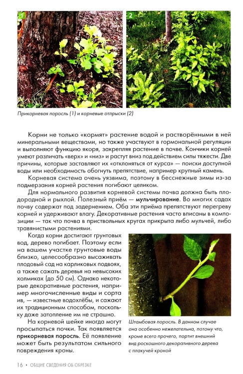 Дополнительное изображение книги «Обрезка плодовых и декоративных деревьев и кустарников»