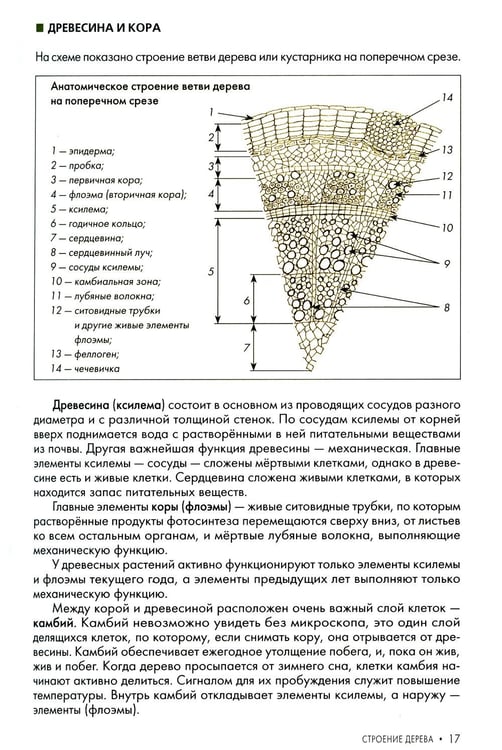 Дополнительное изображение книги «Обрезка плодовых и декоративных деревьев и кустарников»
