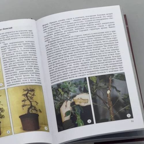 Дополнительное изображение книги «Бонсай»