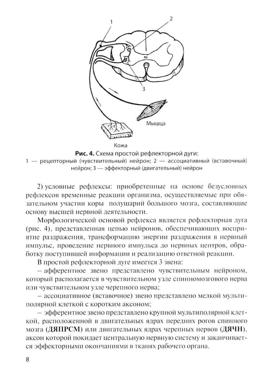 Дополнительное изображение книги «Анатомия центральной нервной системы. Краткий курс: Учебное пособие. 19-е изд., перераб. и доп»