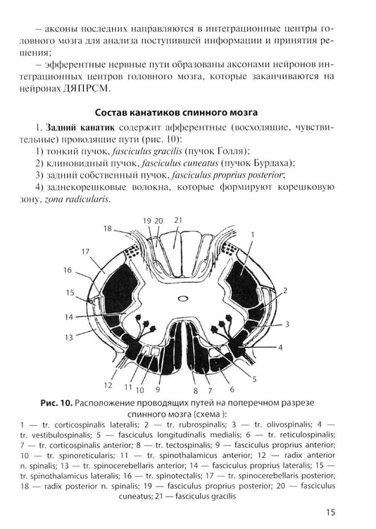Дополнительное изображение книги «Анатомия центральной нервной системы. Краткий курс: Учебное пособие. 19-е изд., перераб. и доп»
