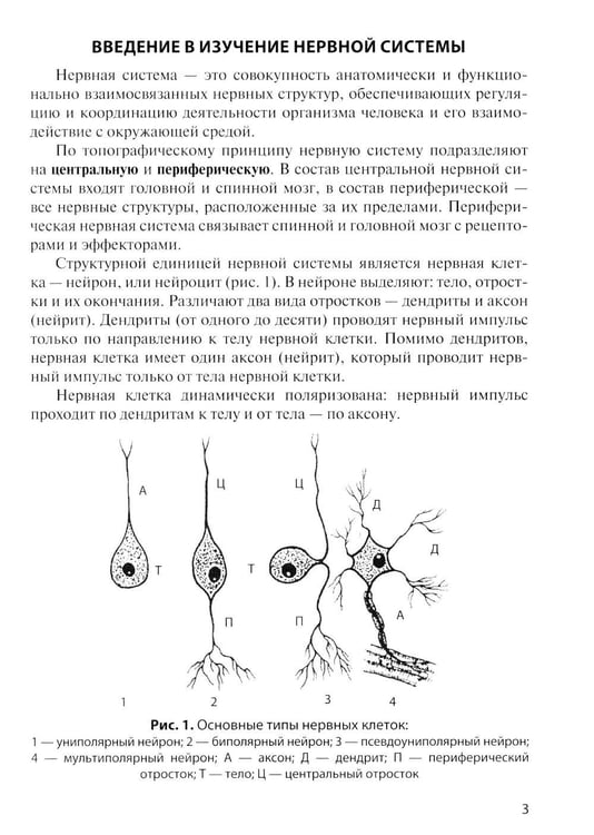 Дополнительное изображение книги «Анатомия центральной нервной системы. Краткий курс: Учебное пособие. 19-е изд., перераб. и доп»
