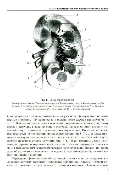 Дополнительное изображение книги «Рентгенодиагностика в урологии»