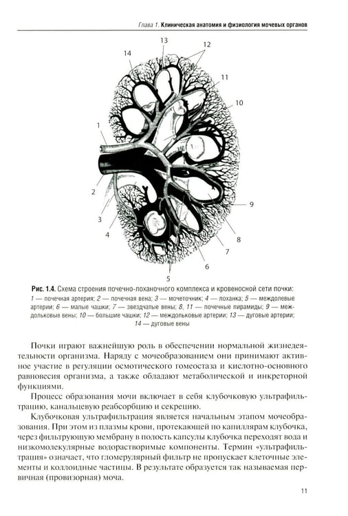 Дополнительное изображение книги «Рентгенодиагностика в урологии»