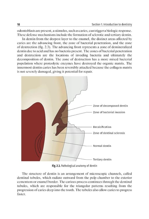Дополнительное изображение книги «Preclinical course of dentistry: textbook : in 5 parts. Part II. Cariesology and direct restoration. (книга на англ. яз)»