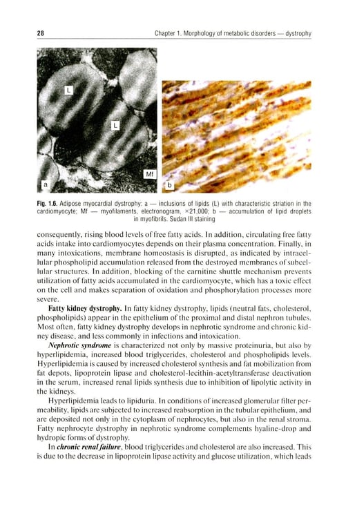 Дополнительное изображение книги «Pathological Anatomy = Патологическая анатомия: textbook. (книга на англ. яз)»