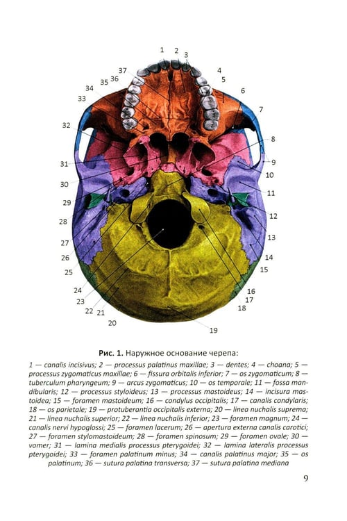 Дополнительное изображение книги «Функционально-клиническая анатомия зубочелюстной системы: Учебное пособие»